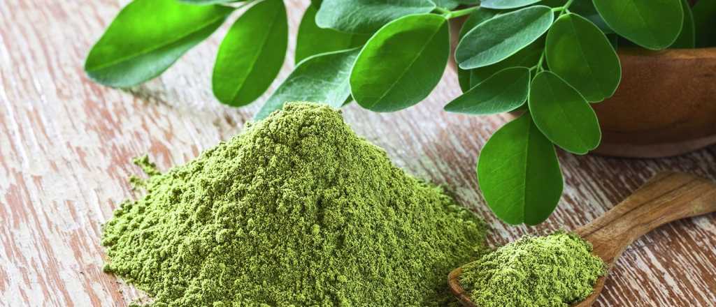 Los beneficios y las contraindicaciones de la moringa