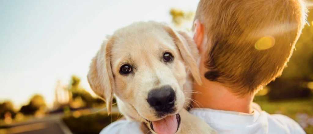 Cómo saber la edad exacta de tu perro