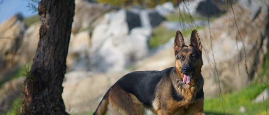 Un niño de 5 años fue mordido en el cuello por un perro y está en el Notti