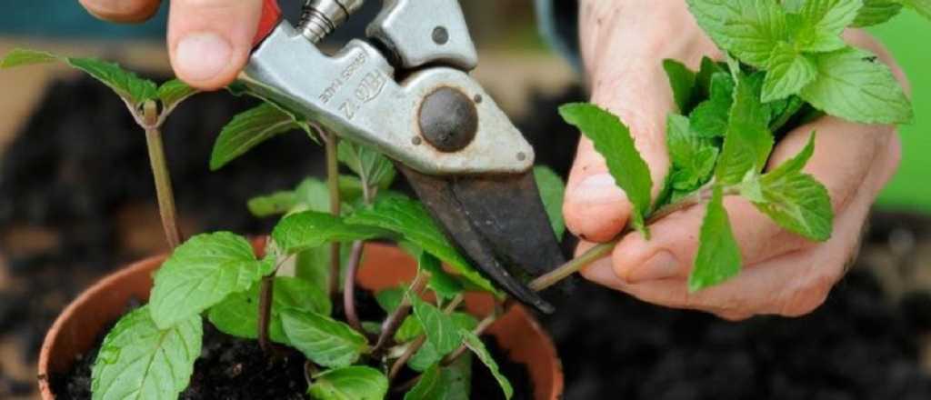 Cómo alejar a las cucarachas de tu casa con estas plantas