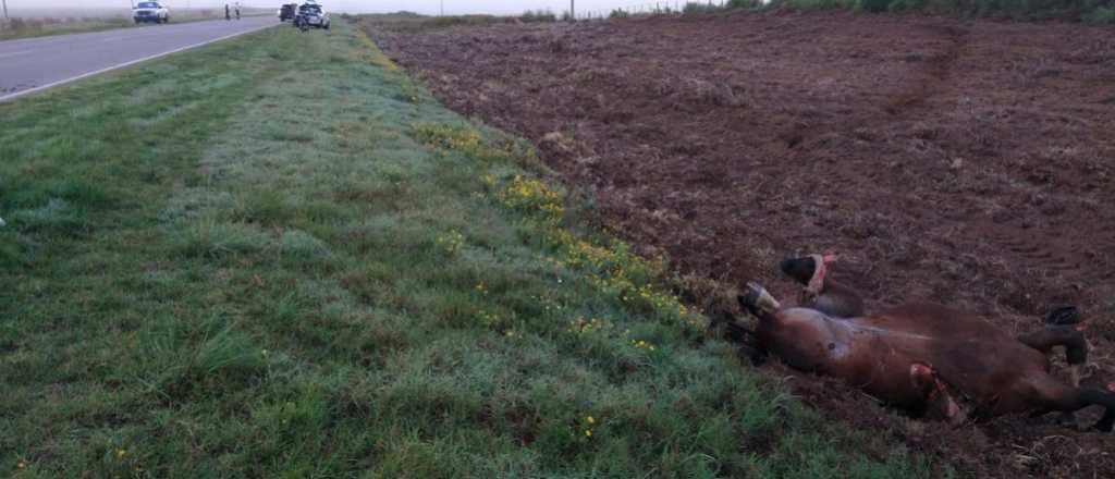 Un jinete y su caballo fueron atropellados por un camión en Junín