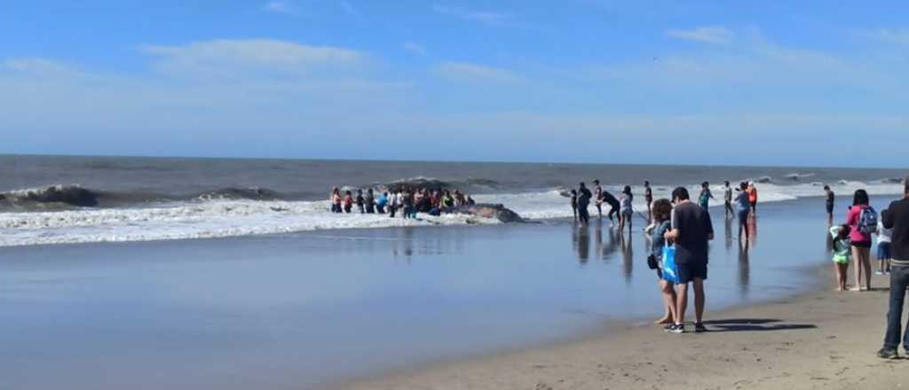 Video: Rescataron a una ballena varada en Villa Gesell 