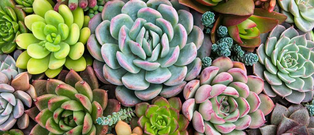 Diferencias entre suculentas de sol y sombra