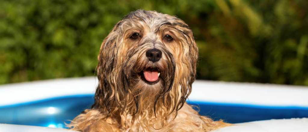 Tres señales para saber si tu perro tiene calor