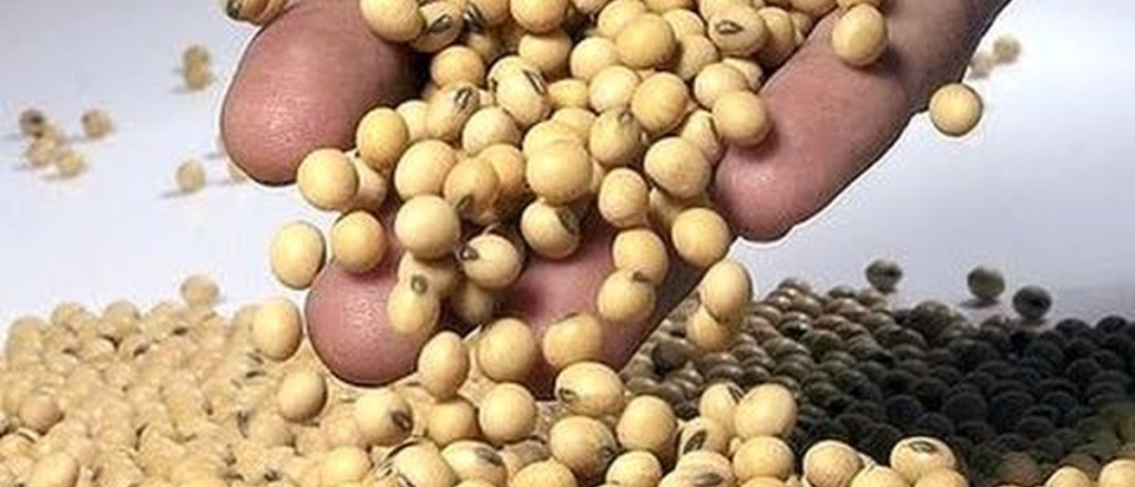 Conocé la legumbre "superalimento" con 5.000 años de historia