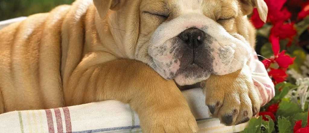 Las 6 razas de perros perfectas para personas tranquilas