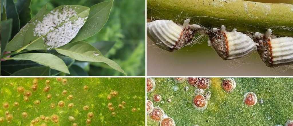 Cómo eliminar la cochinilla de las plantas 