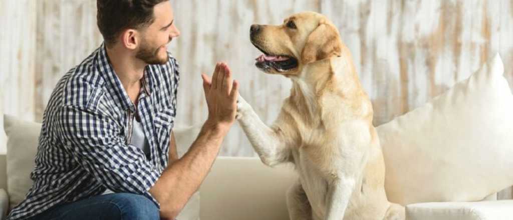 Para tener en cuenta: las 5 razas de perros más tranquilos