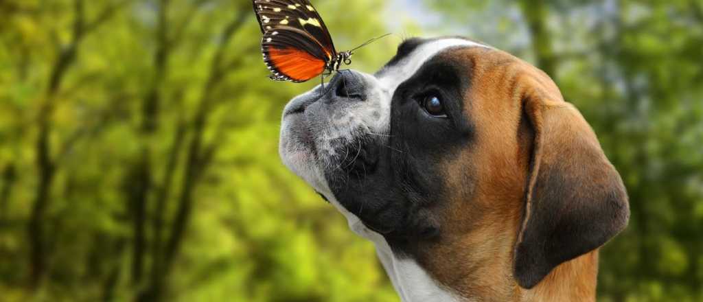 ¡Son tan tiernos! Las 5 razas de perros más cariñosas