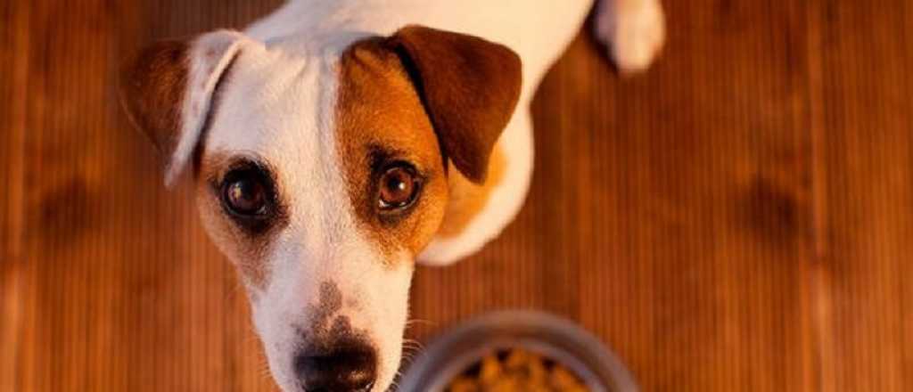 ¿Cuánto alimento debe comer mi perro?