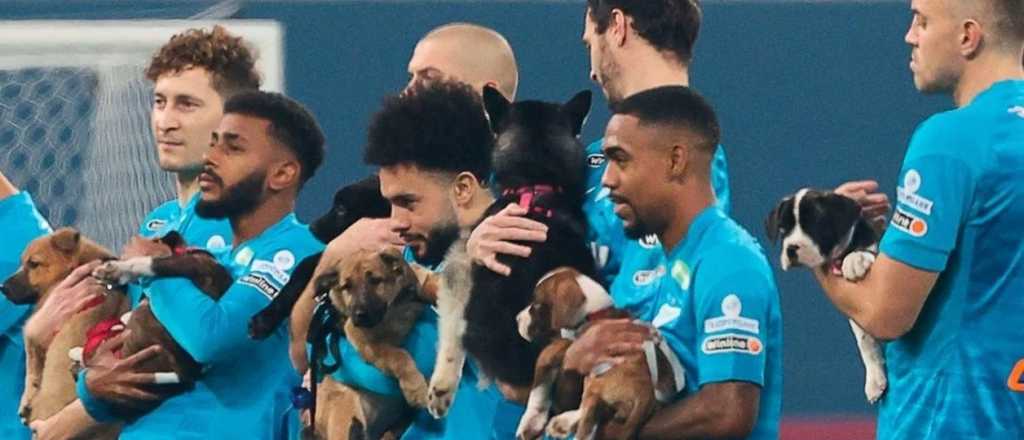 Hermoso gesto de Zenit de Rusia para adoptar cachorros callejeros