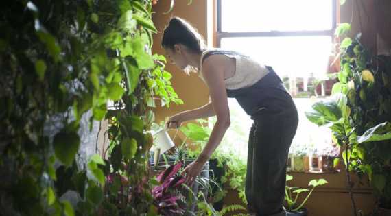 Las mejores plantas de interior para ambientes con poca luz - Mendoza Post