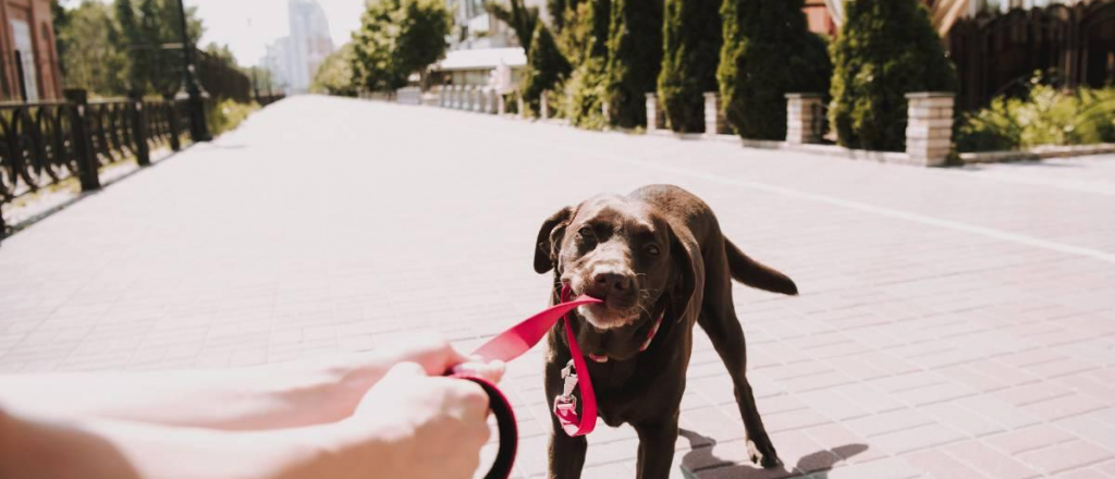 Los trucos para que tu perro no tire de la correa cuando los sacás a pasear