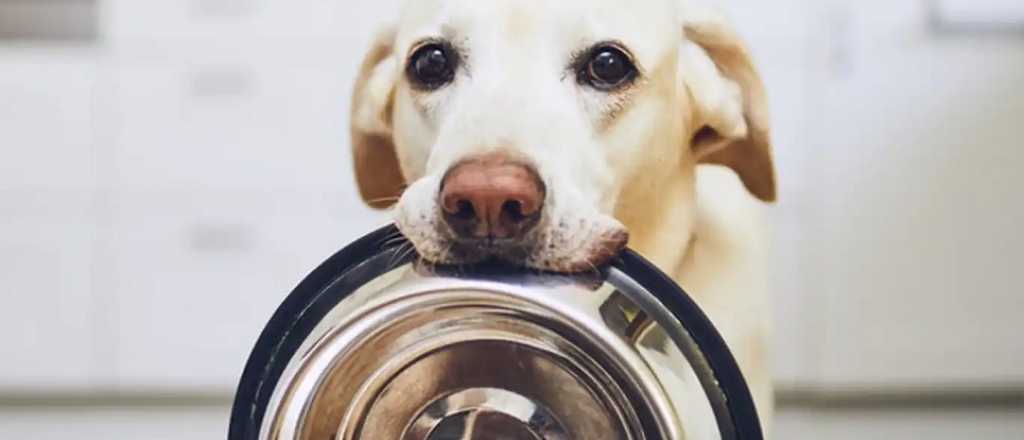 Cuánto debe comer tu perro por día, según el tamaño y raza