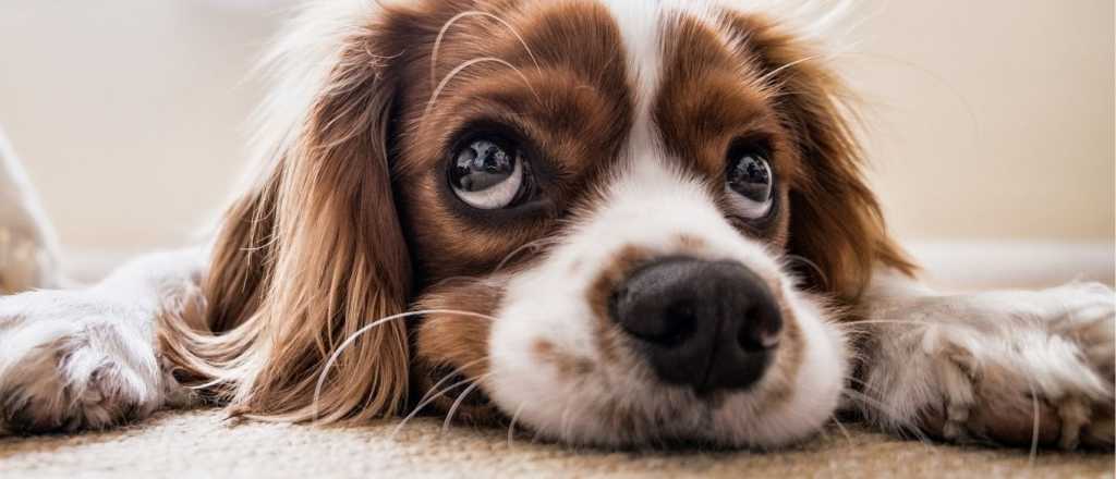 Cómo evitar que tu perro ladre en exceso