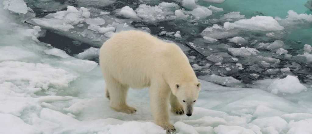 Cambio climático en 2024: los efectos más graves que enfrenta el mundo