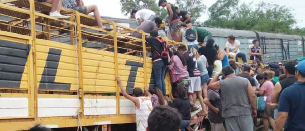 Video: un camión que transportaba vacas chocó y los vecinos las faenaron 