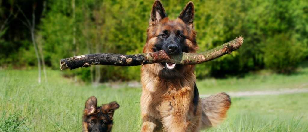 ¡Los más guardianes! Uno a uno, los perros que mejor cumplen este objetivo