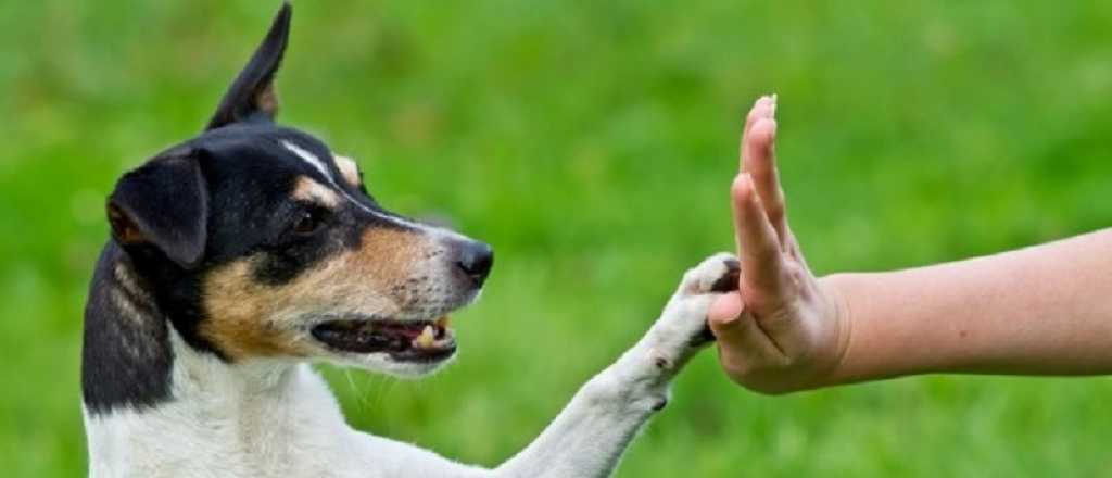 Los mejores juguetes que le podés comprar a tu perro