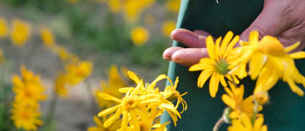 Árnica, una potente planta medicinal para calmar dolores