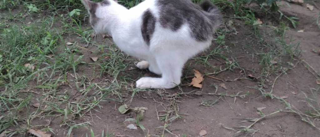 Este es el gato-conejo que sorprende al mundo