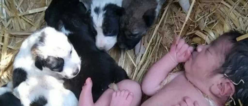 Una bebé abandonada sobrevivió gracias a una perra y sus cachorros