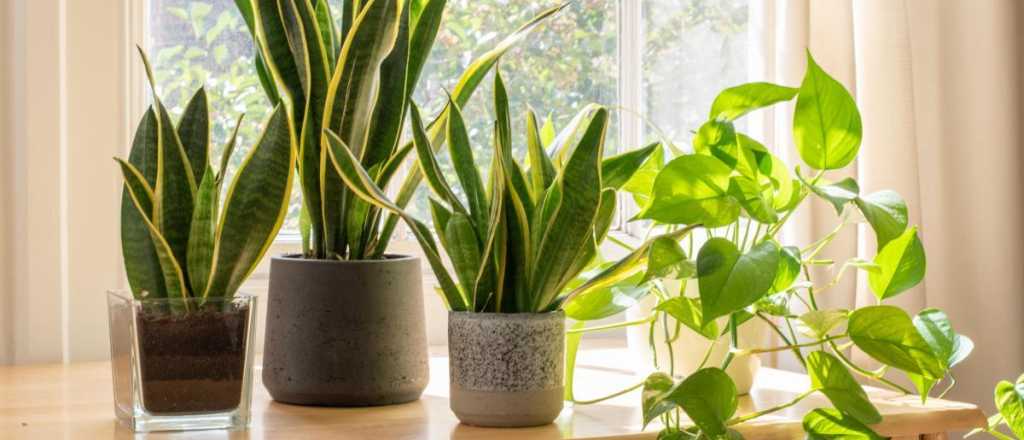 Muestra tu cocina moderna y bonita con estas 5 plantas de interior