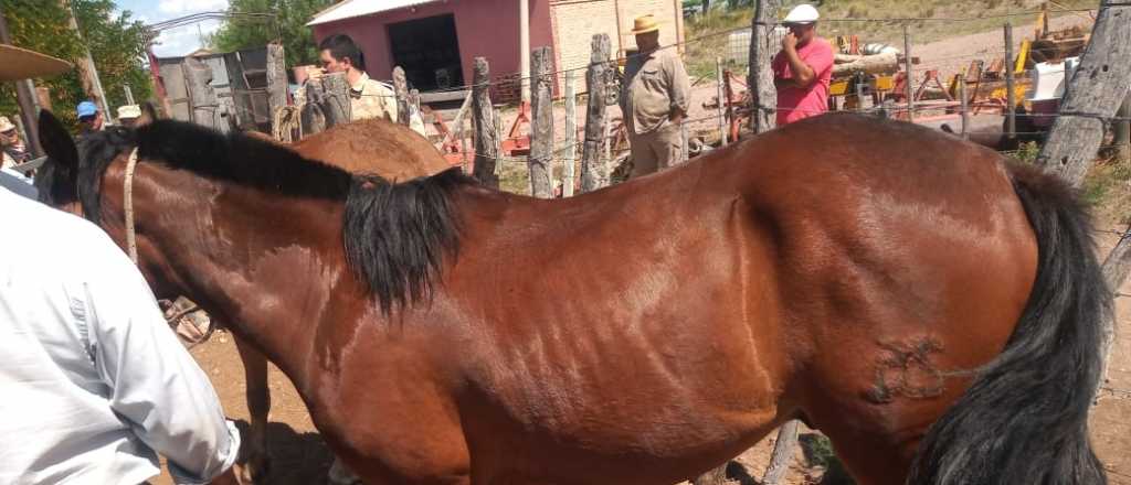 Se metió a una finca de Luján, robó dos caballos y los faenó