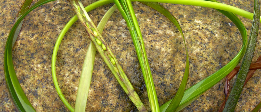 "Arroz de mar", el superalimento que le hace bien hasta al océano