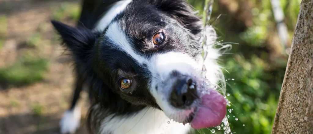 Tips para que tu mascota no sufra el agobiante calor veraniego