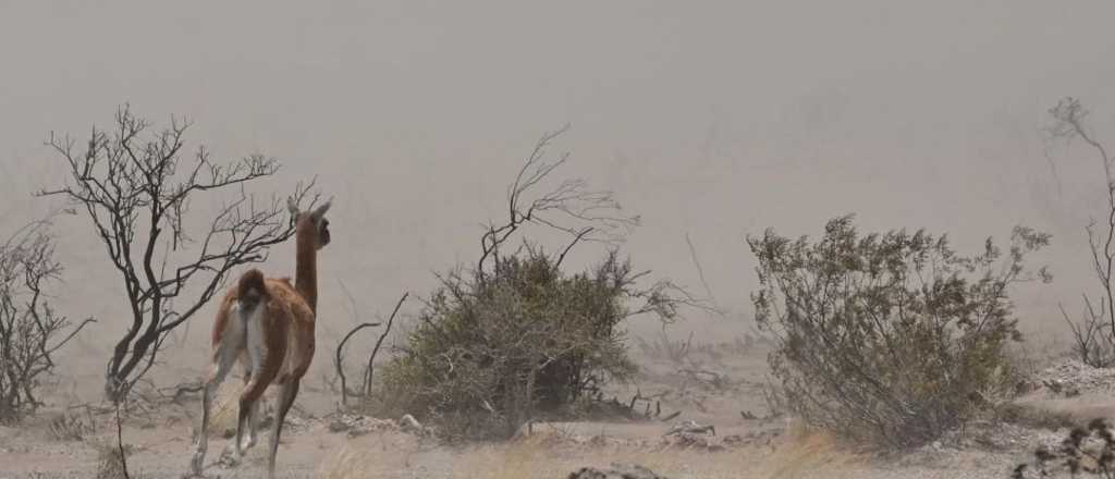 Incendio sin control en Península Valdés: cientos de animales muertos