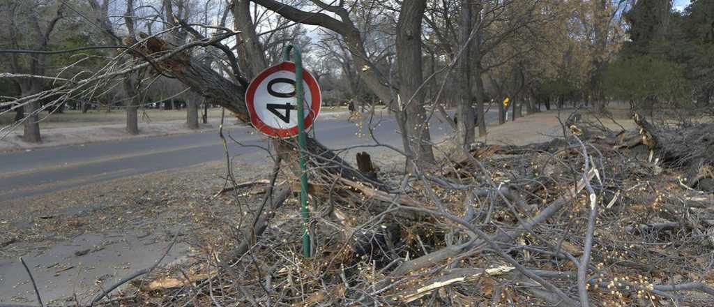 El viento de esta madrugada tiró árboles y cables en Mendoza