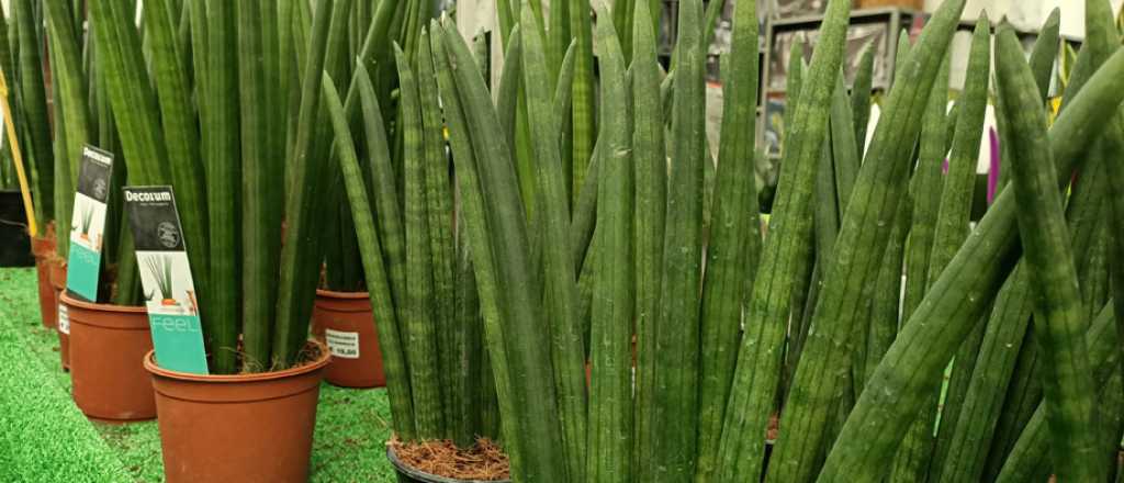 La suculenta ideal para la entrada de tu casa