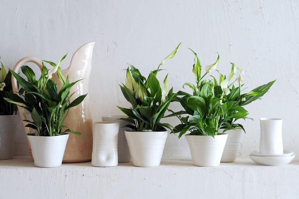 Cuáles son las plantas que no pueden faltar en tu hogar?