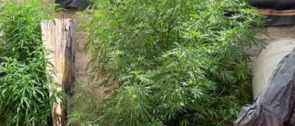 Alumnos tenían un kilo de marihuana escondido en un locker del colegio