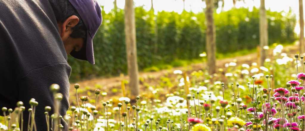 Maipú lanzó un banco de insumos para floricultores 