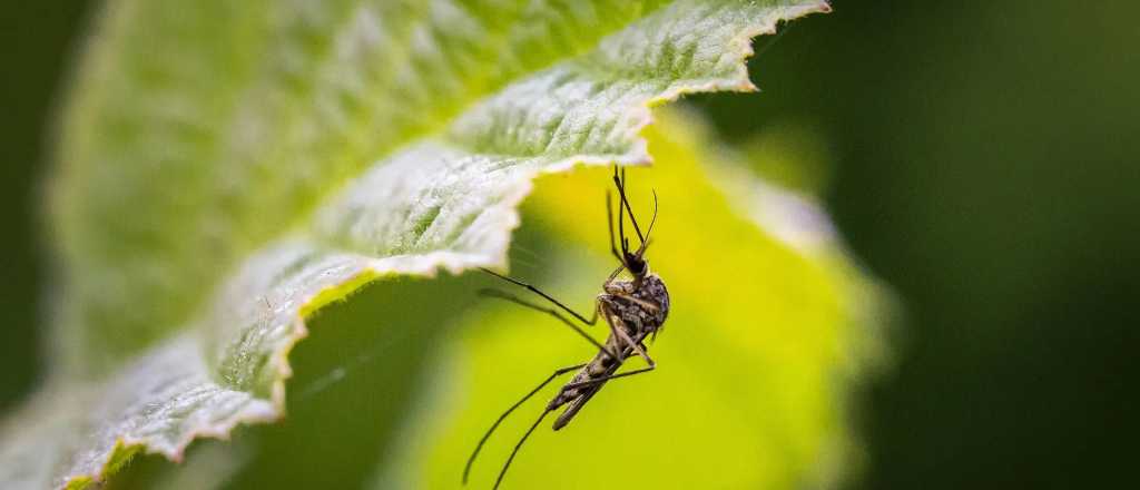 Estas son las 5 mejores plantas para ahuyentar mosquitos