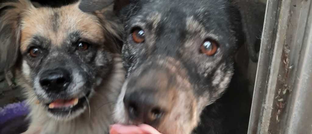 El verdadero motivo por el que los perros sacan la lengua