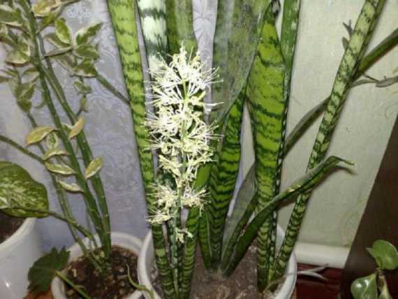 Descubre como hacer florecer a la suculenta sansevieria - Mendoza Post