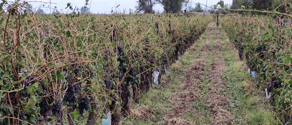 La tormenta provocó pérdidas totales en algunas zonas del Este provincial