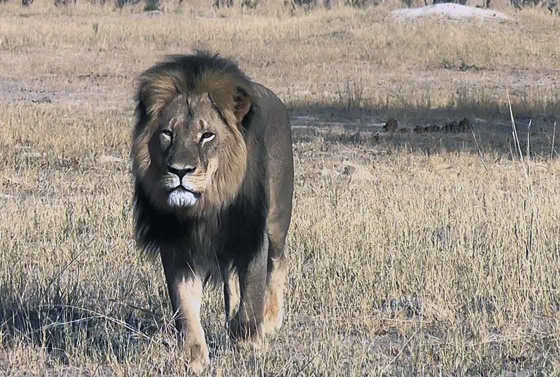 Torturaron y mataron a uno de los leones más famosos del mundo - Mendoza  Post