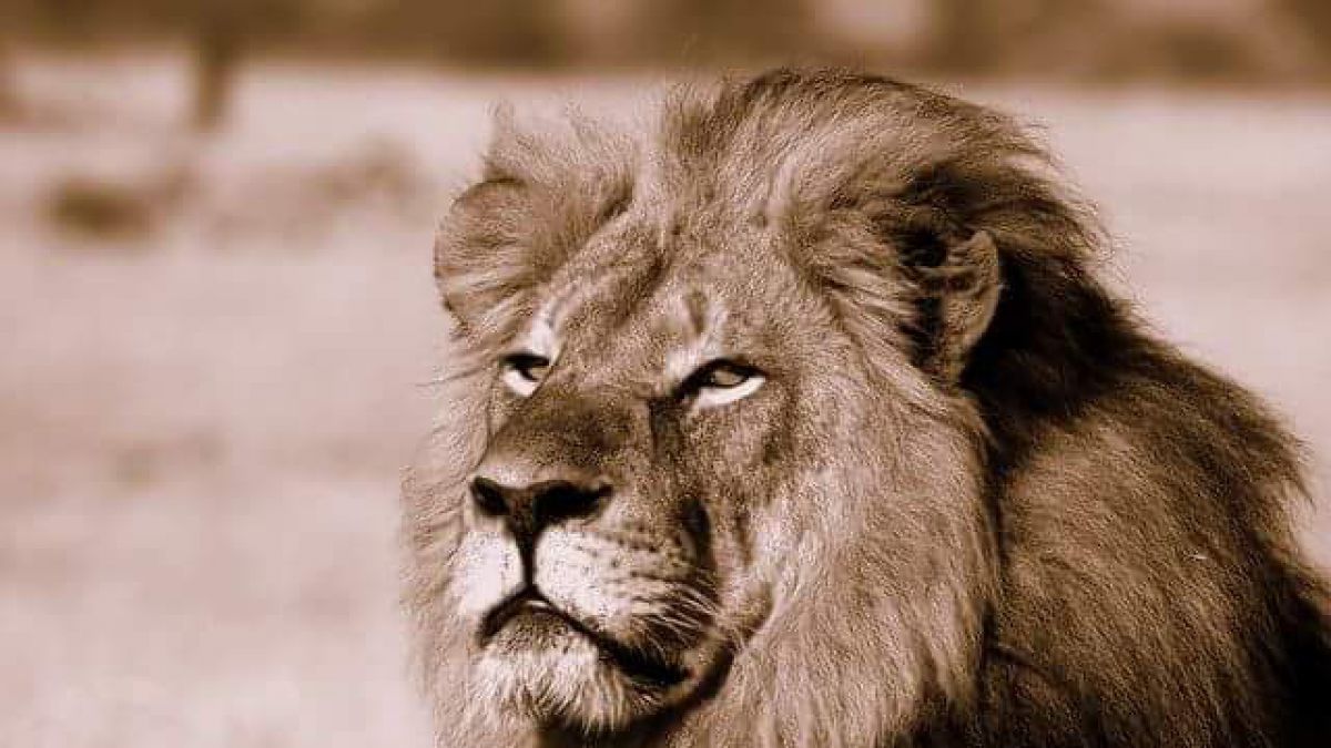 Torturaron y mataron a uno de los leones más famosos del mundo - Mendoza  Post