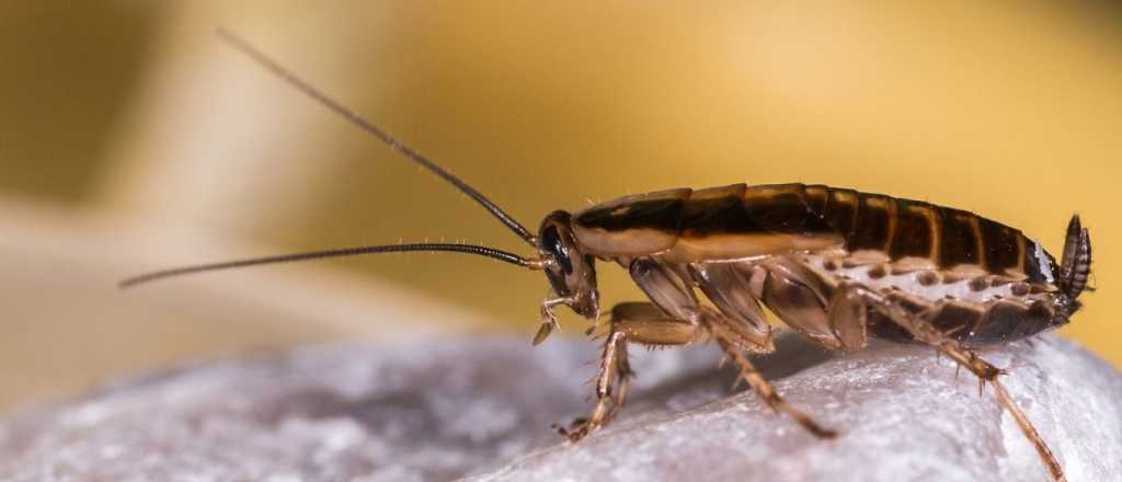 El método infalible para alejar a las cucarachas de tu hogar 