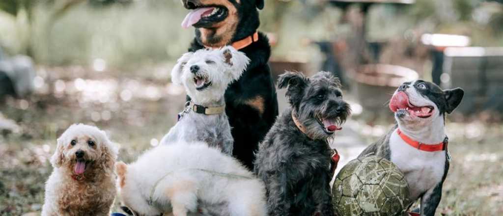 Descubrí cuánto duermen los perros al día