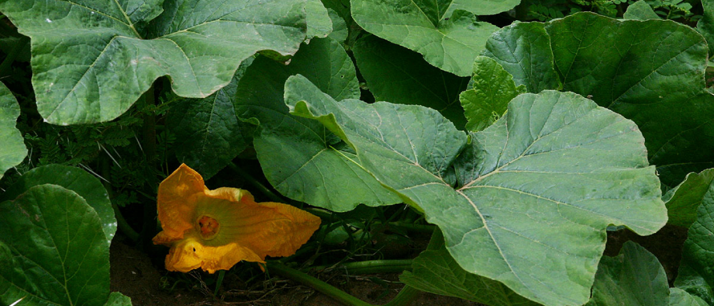 Té de flor de calabaza: increíbles propiedades de esta nueva infusión