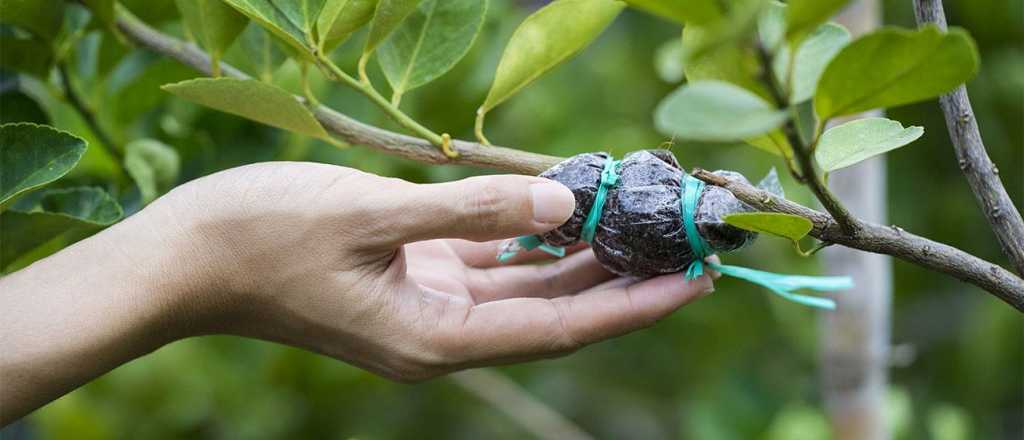 Cómo acelerar el crecimiento de un limonero