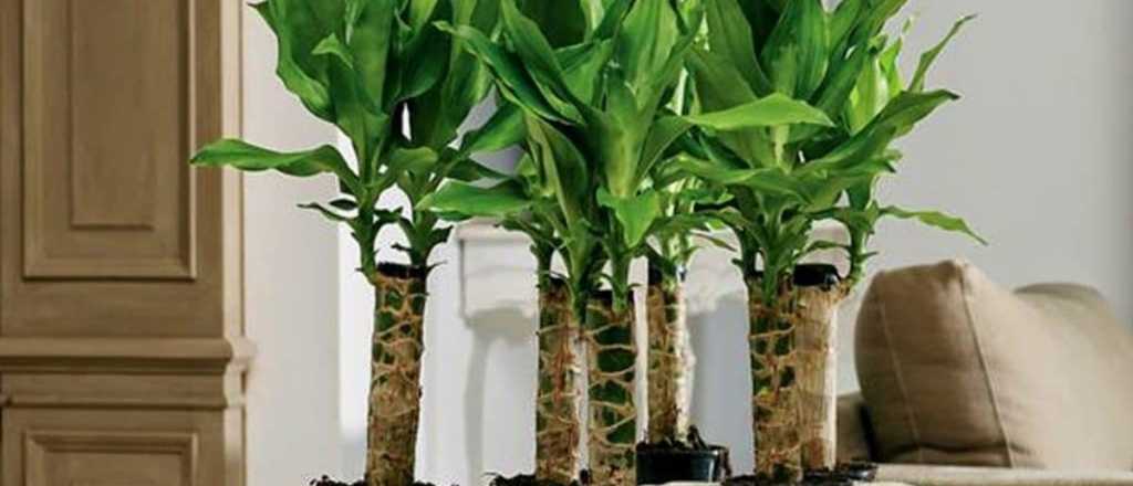 Feng Shui: el palo de Brasil, la planta asociada a la buena suerte