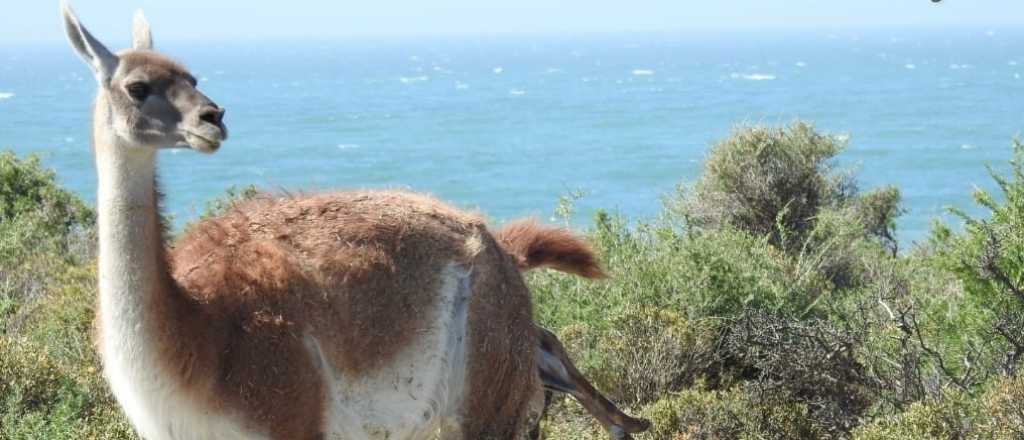 Video: lograron filmar el nacimiento de un guanaco