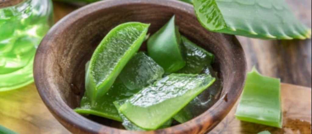 Planta mágica: éstos son los innumerables beneficios del aloe vera