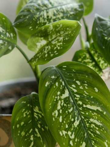 Qué planta necesitás para atraer nuevos proyectos, según el Feng Shui -  Mendoza Post